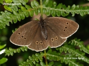 Ringlet  (Aphantopus hyperantus) female