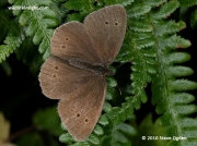 Ringlet  (Aphantopus hyperantus) female