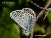 Silver-studded Blue butterfly (Plebejus argus)
