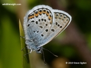 Silver-studded Blue (Plebejus argus)