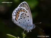 Silver-studded Blue-Plebejus argus
