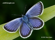 Silver-studded Blue butterfly (Plebeius argus) male