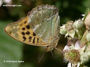 Silver-washed Fritillary (Argynnis paphia) underside