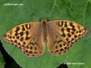 Female Silver-washed Fritillary (Argynnis paphia)