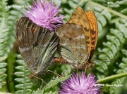 Mating pair of Silver-washed Fritillary butterflies (Argynnis paphia)
