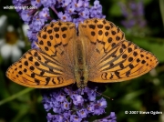 Silver-washed Fritillary (Argynnis paphia)  8256