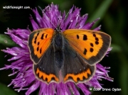 Small Copper Butterfly (Lycaena phlaeas) form caeruleopunctata