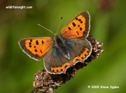 Small Copper Butterfly (Lycaena phlaeas)