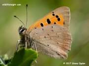 Small Copper Butterfly (Lycaena phlaeas) underwing