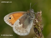 Small Heath butterfly (Coenonympha pamphilus)