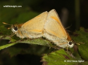 Mating pair of Small Skipper butterflies  (Thymelicus sylvestris)