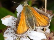 Female Small Skipper butterfly (Thymelicus sylvestris)