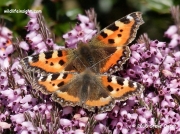 Small Tortoiseshell (Aglais urticae) pair in Falmouth garden Cornwall