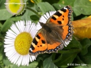 Small Tortoiseshell (Aglais urticae)