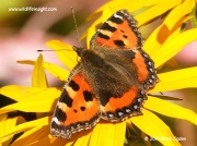Small Tortoiseshell Butterfly (Aglais urticae) © 2010 Steve Ogden