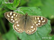 Speckled Wood (Pararge aegeria)