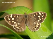 Speckled Wood (Pararge aegeria)