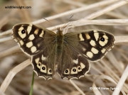 Speckled Wood (Pararge aegeria)