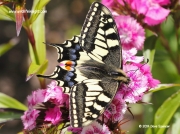Swallowtail Butterfly (Papilio machaon britannicus ) Norfolk © 2014 Dave Spencer