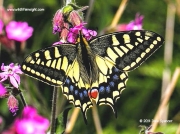 Swallowtail Butterfly (Papilio machaon britannicus ) Norfolk © 2014 Dave Spencer