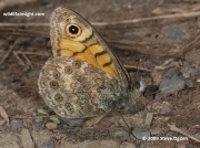 Underside of a Wall Brown  butterfly (Lasiommata megera)