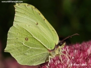 Brimstone butterfly (Gonepteryx rhamni) nectaring on sedum