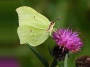 Brimstone (Gonepteryx rhamni)