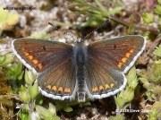 Male Brown Argus Butterfly (Plebejus argus)