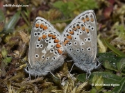Mating pair of  Brown Argus butterflies (Plebejus argus) at Penhale Sands Cornwall