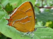 Brown Hairstreak (Thecla betulae)