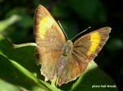 Brown-Hairstreak-butterfly-Thecla betulae-2442