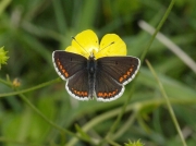 Brown Argus (Aricia agestis)