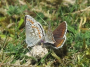 Brown Argus (Aricia agestis) - pair
