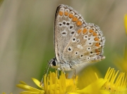 Brown Argus (Aricia agestis)