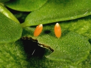 Clouded Yellow Butterfly (Colias croceus) two day old eggs