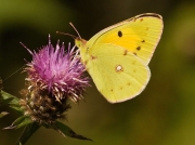 Clouded Yellow butterfly (Colias croceus)