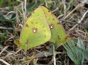Clouded Yellow butterfly (Colias croceus) pair