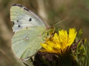 Clouded Yellow butterfly (Colias croceus) female helice form