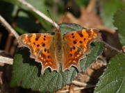 Comma butterfly (Polygonia c-album)