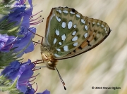 dark-green-fritillary-1158