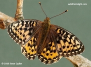 Dark Green Fritillary (Argynnis aglaja) female
