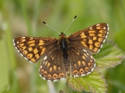 Duke of Burgundy (Hamearis lucina)