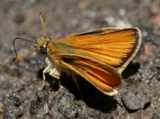 Male Essex Skipper butterfly (Thymelicus lineola)