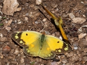 Clouded Yellow butterfly (Colias croceus) female with courting male
