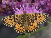 Small Pearl-bordered Fritillary (Boloria selene) female