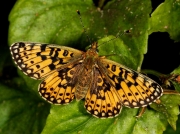 Small Pearl-bordered Fritillary (Boloria selene) female