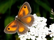 Gatekeeper (Pyronia tithonus)