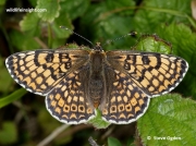 Glanville Fritillary (Melitaea cinxia)
