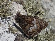 Grayling (Hipparchia semele) underside