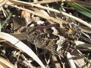 Grayling (Hipparchia semele) underside